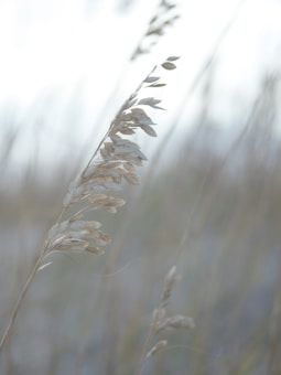 A close-up of delicate grass or wheat stems swaying lightly in a gentle breeze. The background is softly blurred, creating a tranquil and serene atmosphere.