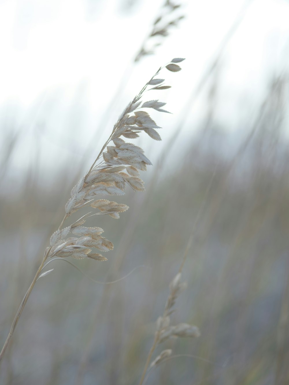 a close up of a plant with a blurry background