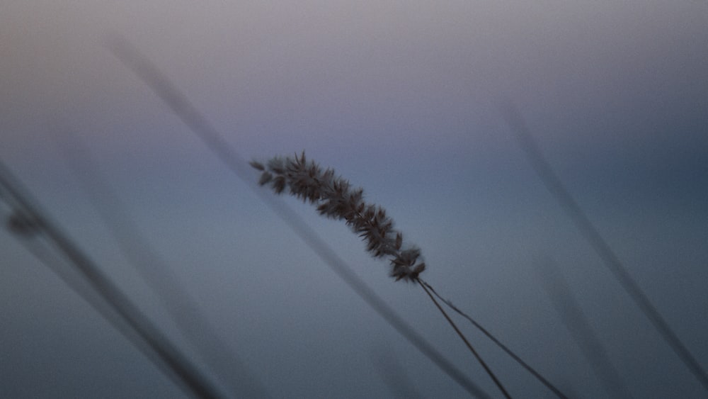 a close up of a plant with a blurry background