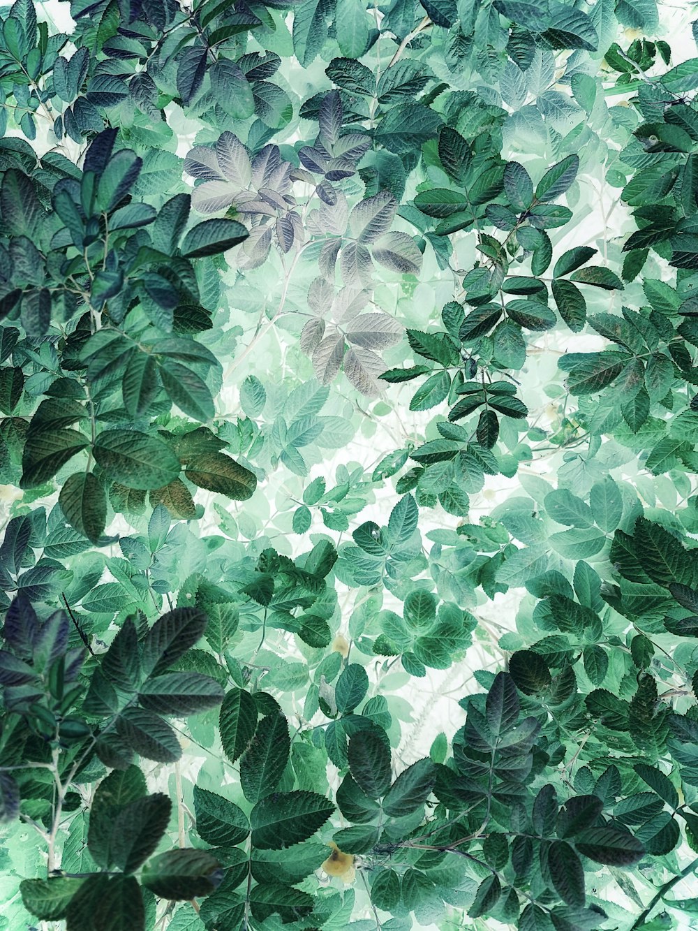 Una pintura de hojas verdes sobre un fondo blanco