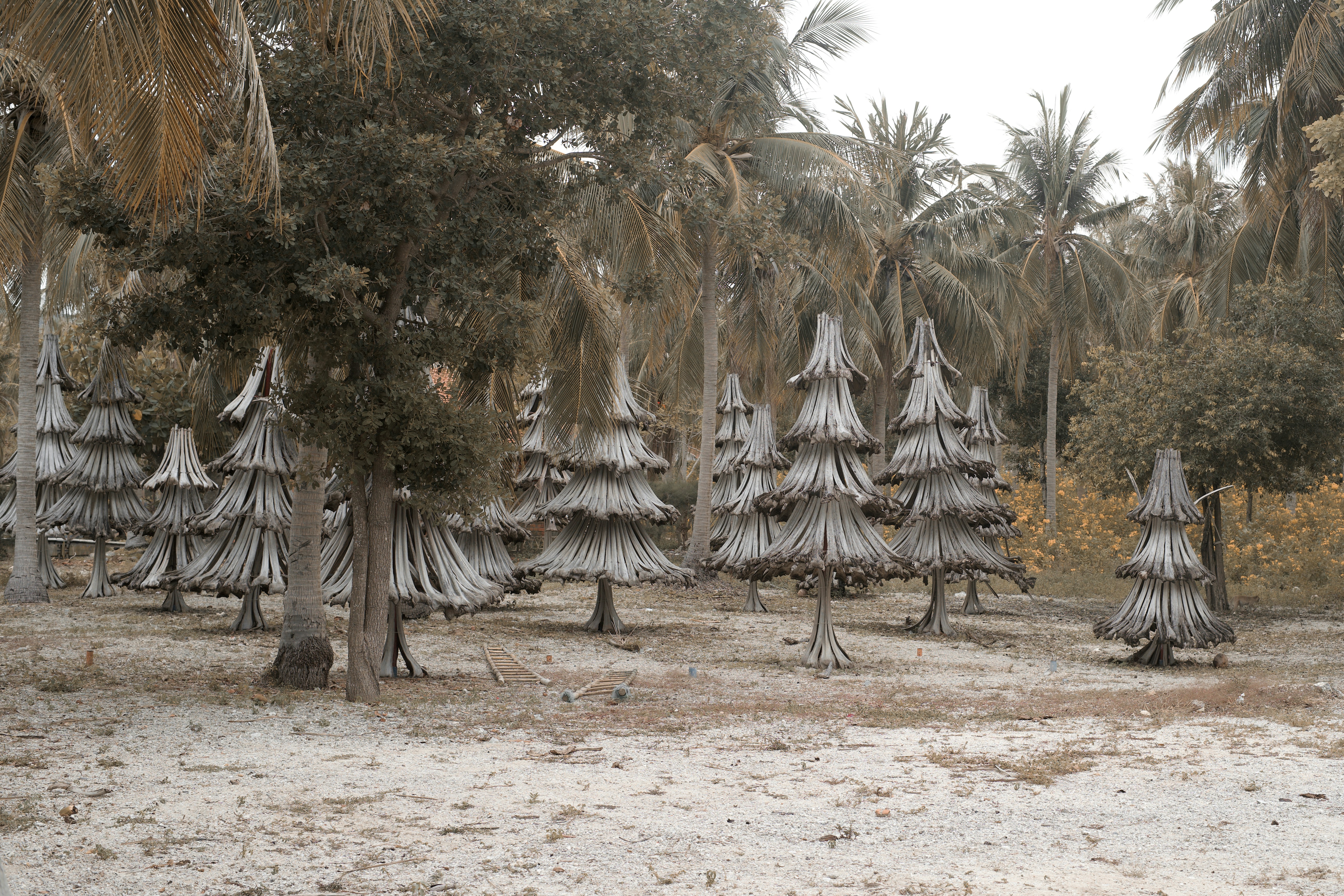 un groupe d’arbres qui se tiennent dans la terre