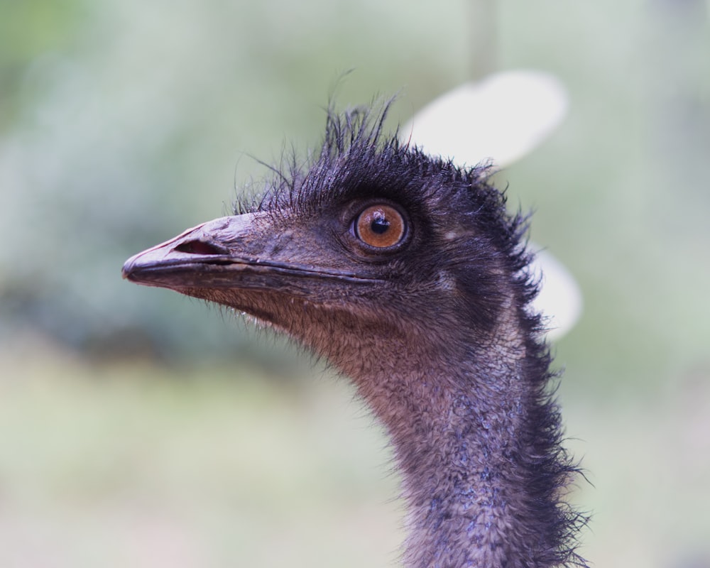 a close up of a bird with a blurry background