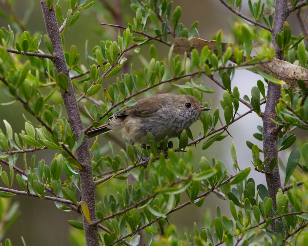 a small bird perched on top of a tree branch