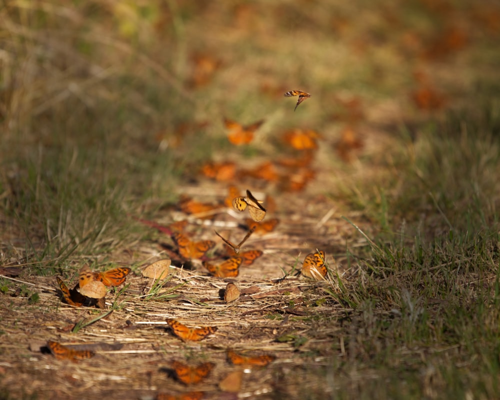 a bunch of butterflies that are on the ground