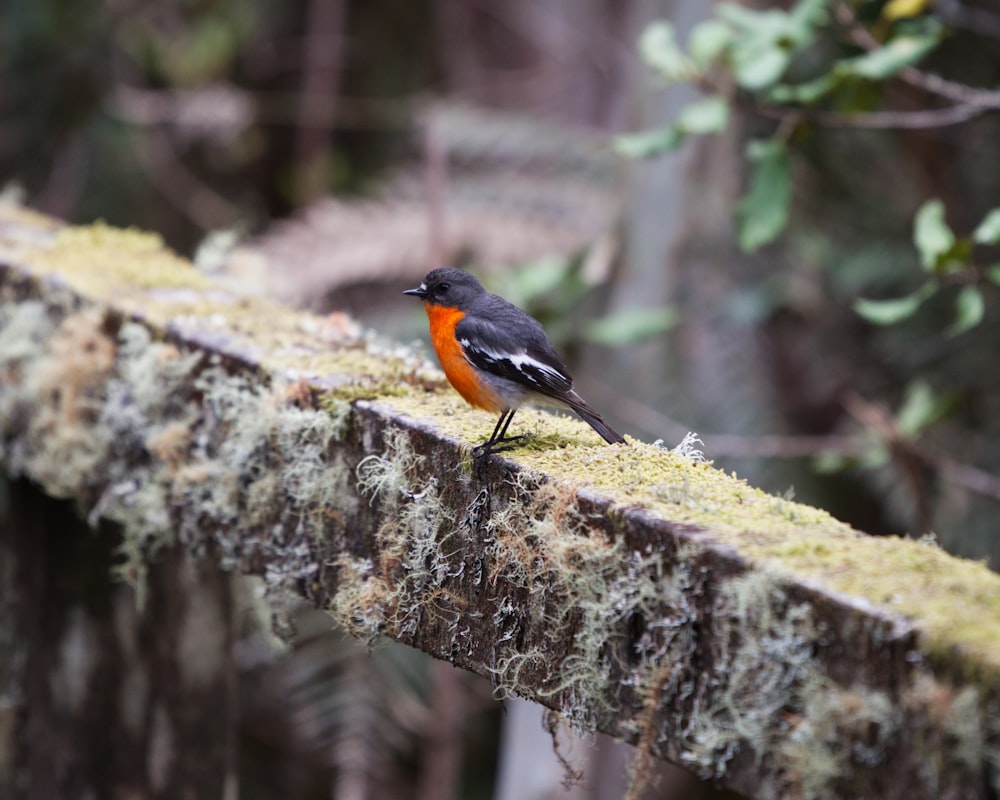 a black and orange bird sitting on a mossy branch