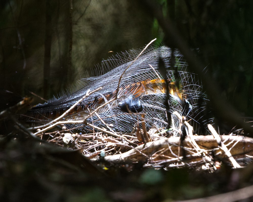 a bird is sitting in the middle of a nest