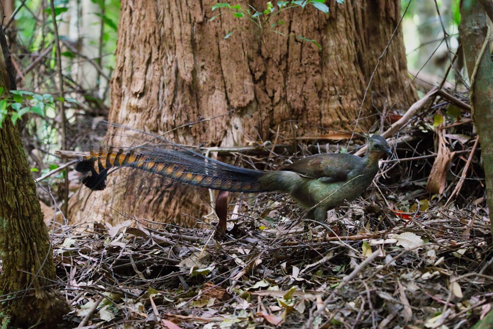 a bird with a long tail standing in the woods