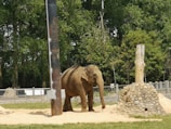 An elephant stands on a sandy surface within a fenced area surrounded by trees. The background is lush with greenery, and there are several tall posts and a pile of rocks nearby. The setting appears to be a zoo or wildlife sanctuary.