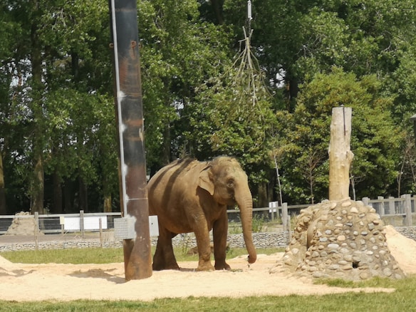 An elephant stands on a sandy surface within a fenced area surrounded by trees. The background is lush with greenery, and there are several tall posts and a pile of rocks nearby. The setting appears to be a zoo or wildlife sanctuary.