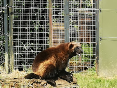 A wolverine sits on a log within a fenced enclosure, surrounded by green grass and some leafy plants.