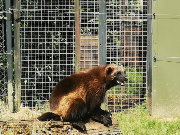 A wolverine sits on a log within a fenced enclosure, surrounded by green grass and some leafy plants.
