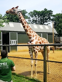 A giraffe stands inside a zoo enclosure next to a green building with a corrugated metal roof. The surroundings include a wire fence in the foreground, and a person wearing a green shirt with the initials 'ZSL' is partially visible. Trees with lush green foliage are in the background.