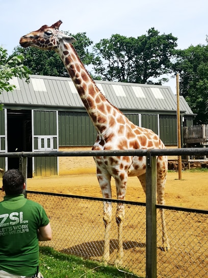 A consultant carefully inspecting a spacious, naturalistic animal enclosure at a zoo.