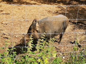 A proud boar standing strong in a hygienic, well-maintained reproductive area.