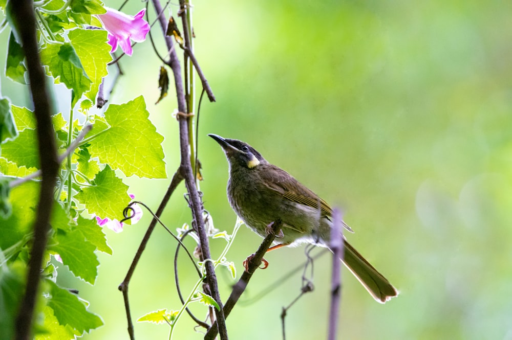 a small bird perched on a tree branch