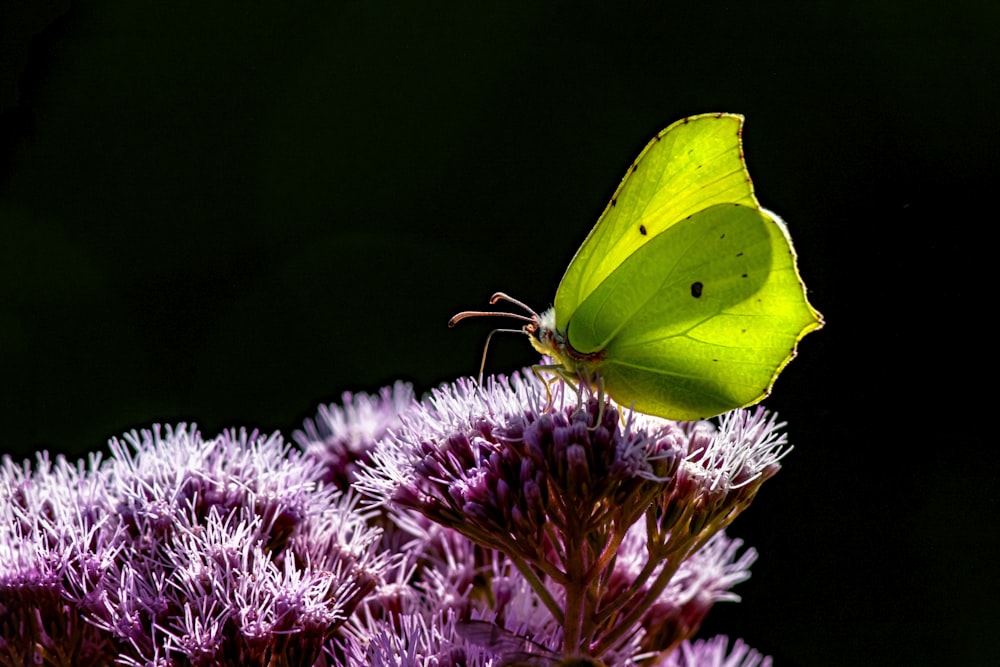 a yellow butterfly sitting on a purple flower