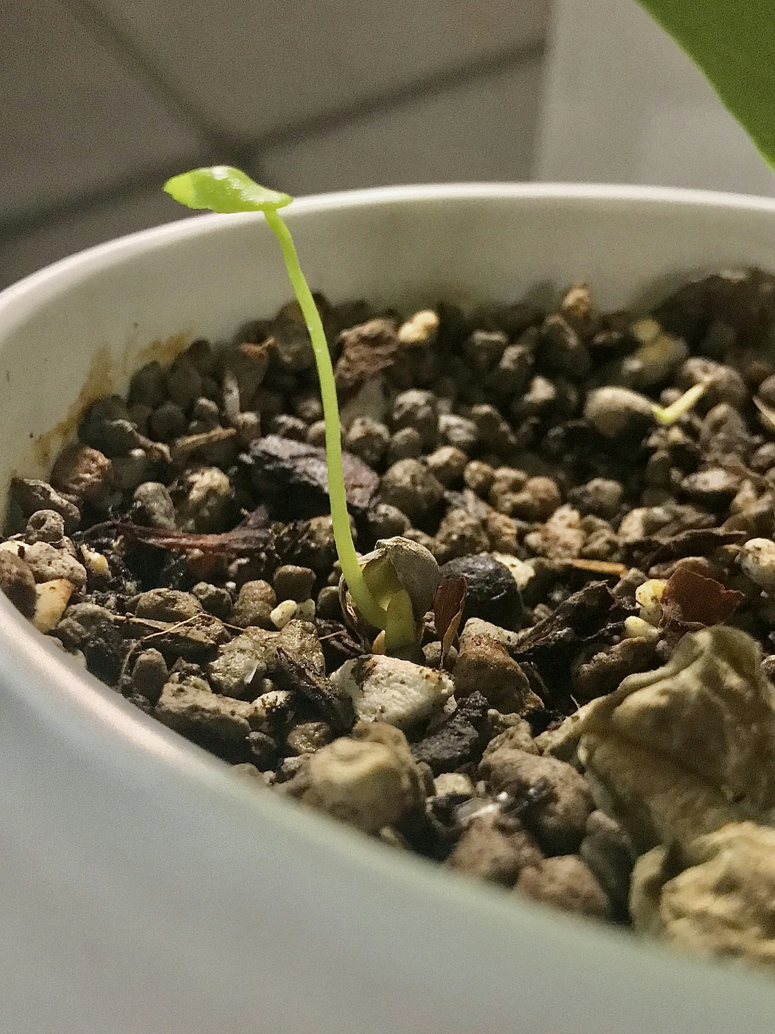 a close up of a plant in a bowl