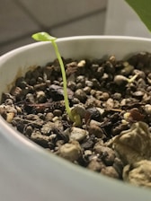 a close up of a plant in a bowl