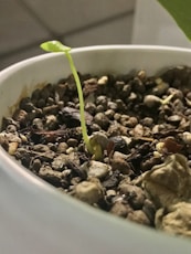 a close up of a plant in a bowl