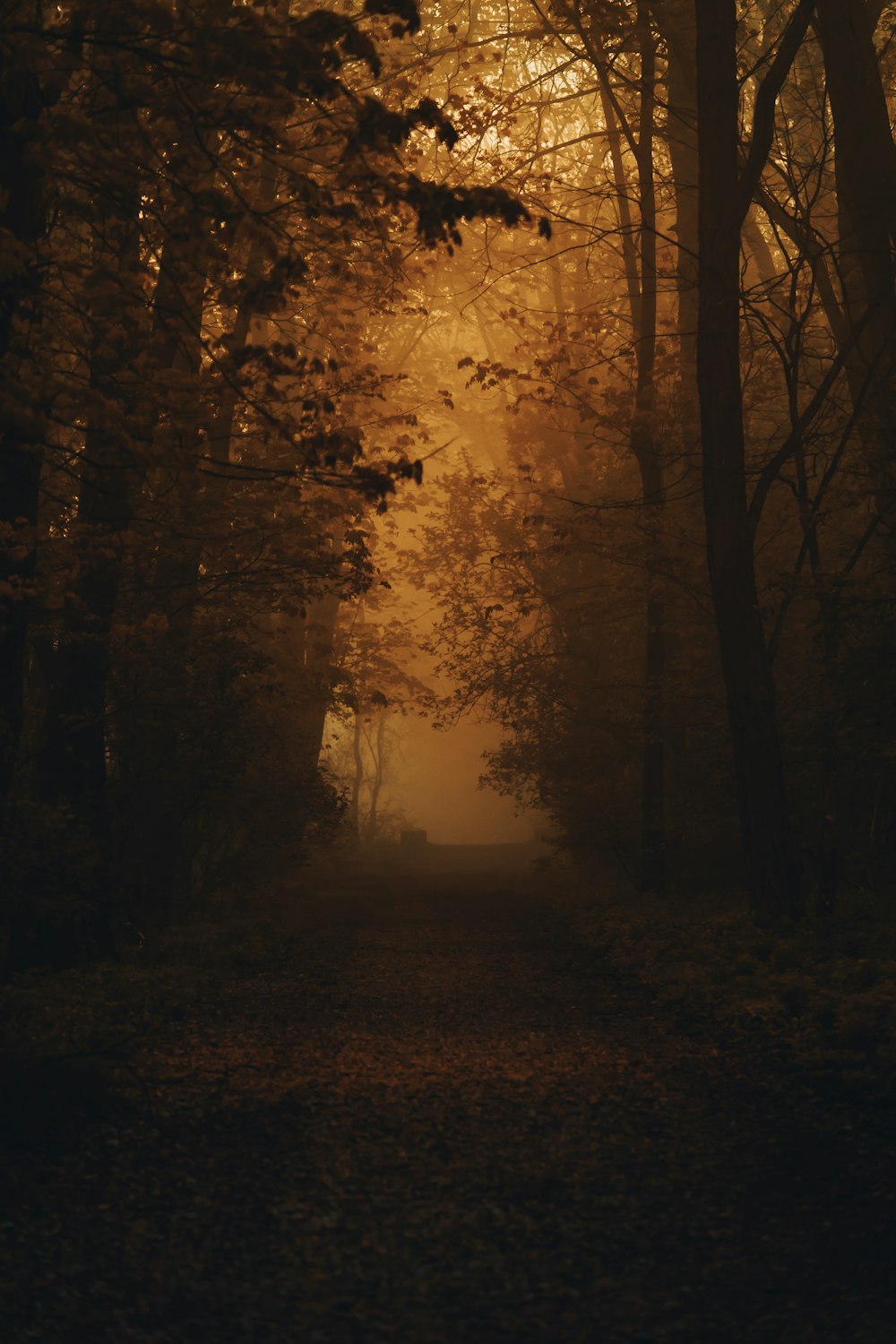a path through a forest with trees in the fog