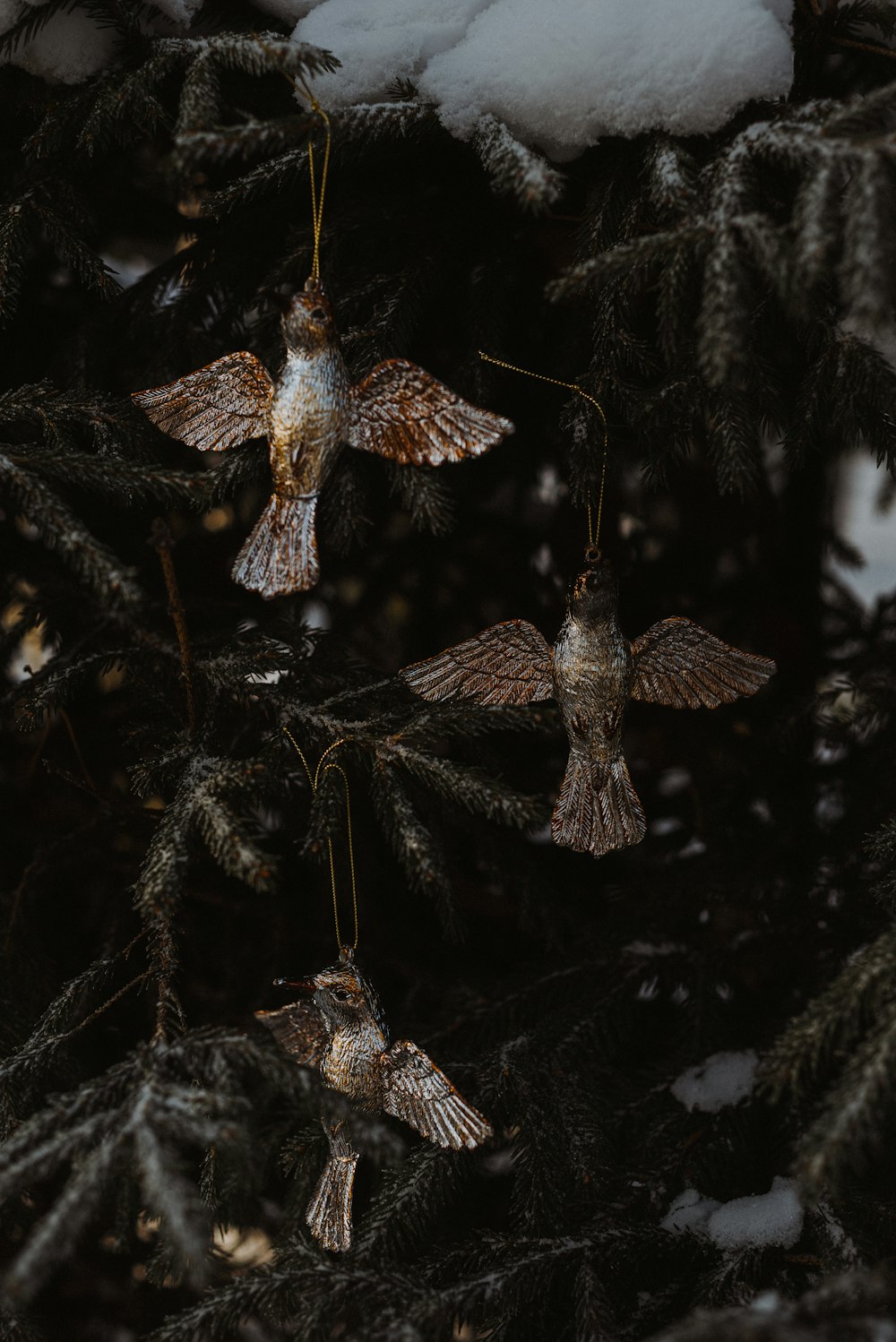 three hummingbirds hanging from a tree in the snow