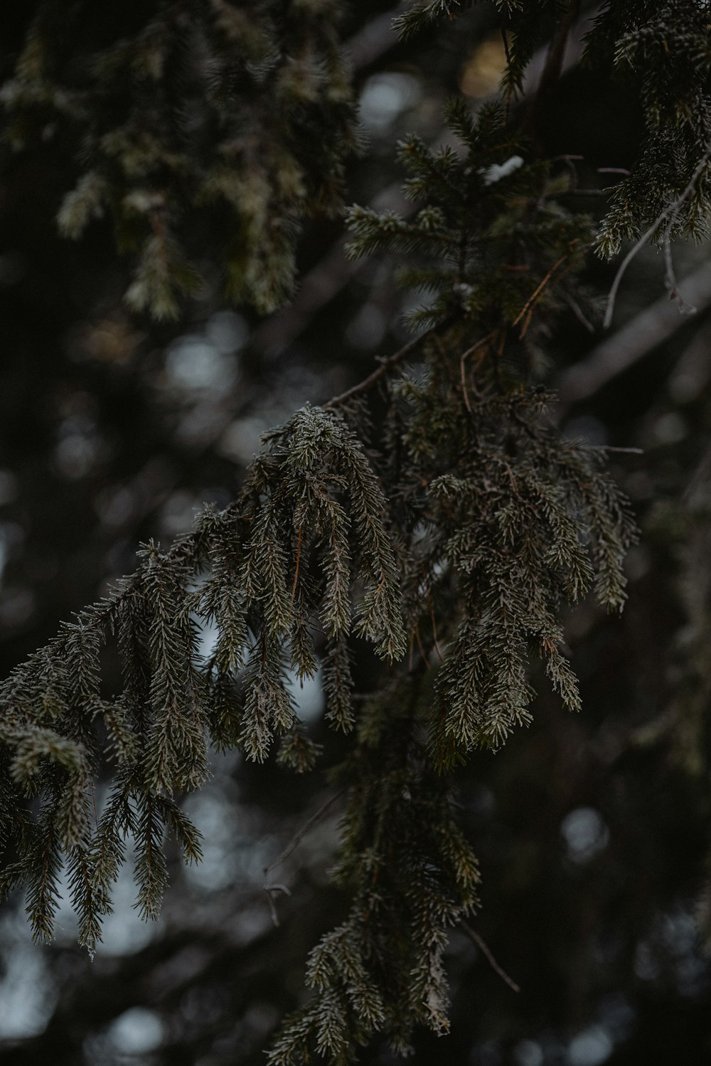 a bird perched on a branch of a tree