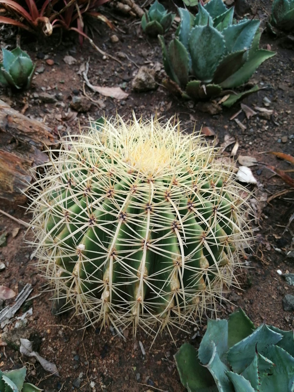 a large cactus plant in the middle of a dirt field