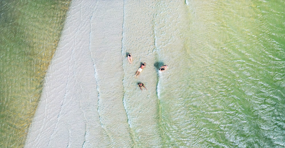 a group of people swimming in the ocean