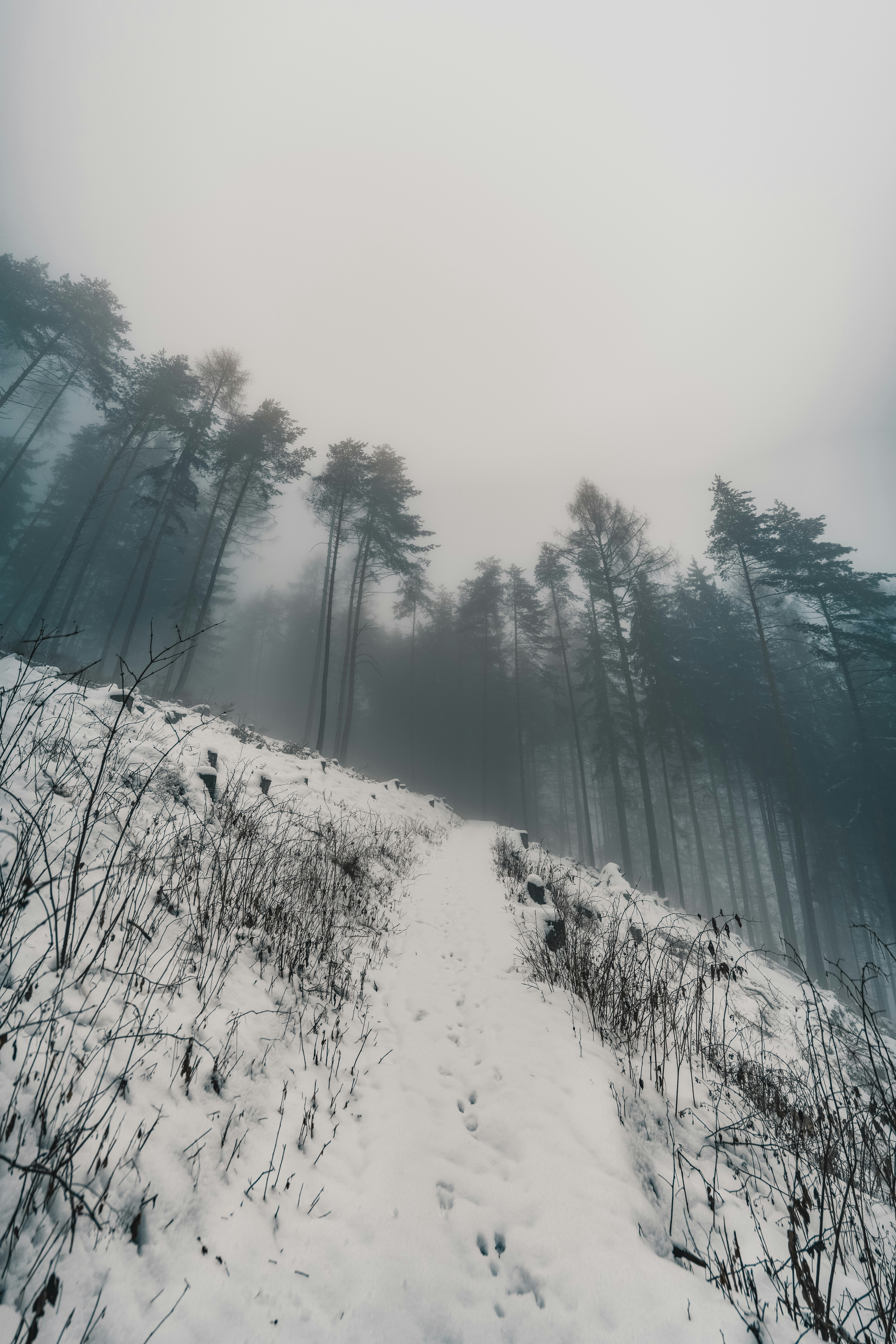 a path through a snow covered forest on a foggy day