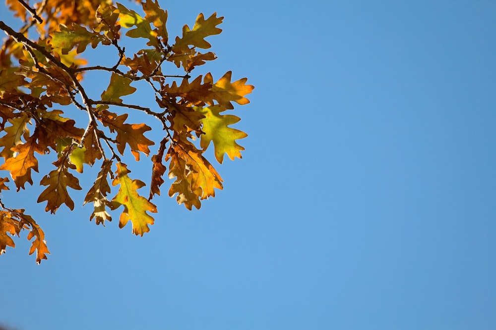 a tree branch with yellow leaves against a blue sky