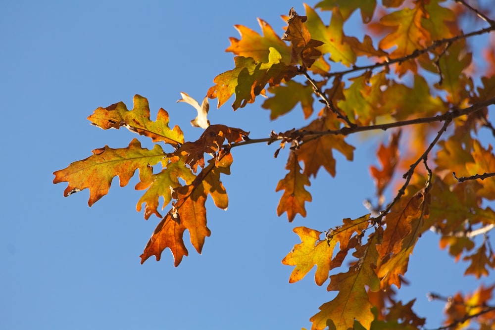 a tree branch with yellow leaves against a blue sky
