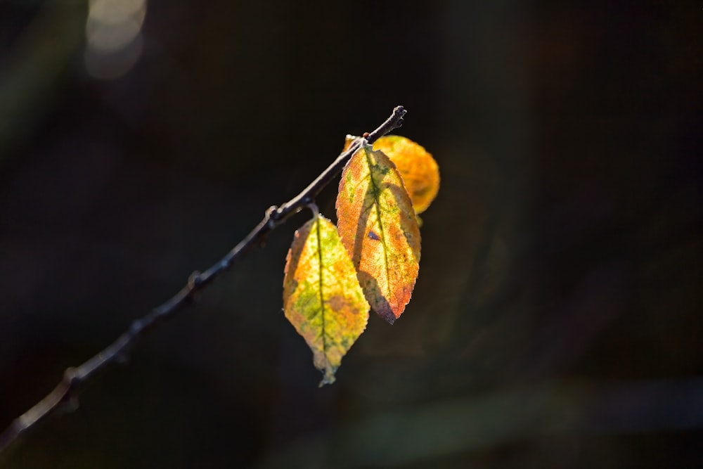 a couple of leaves that are on a branch