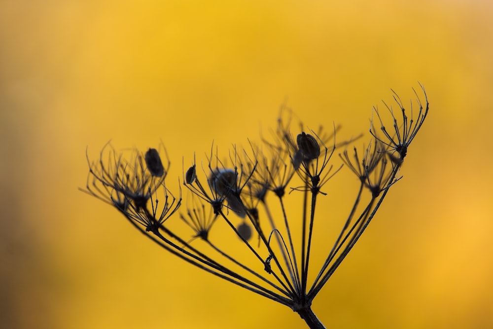 a close up of a plant with lots of leaves