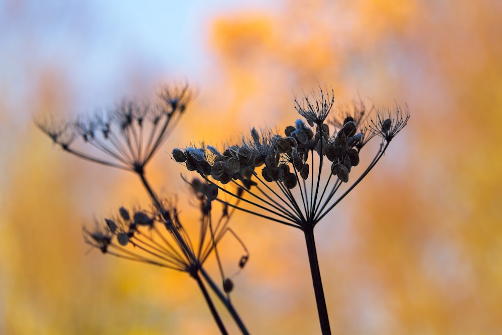 a close up of a plant with a blurry background