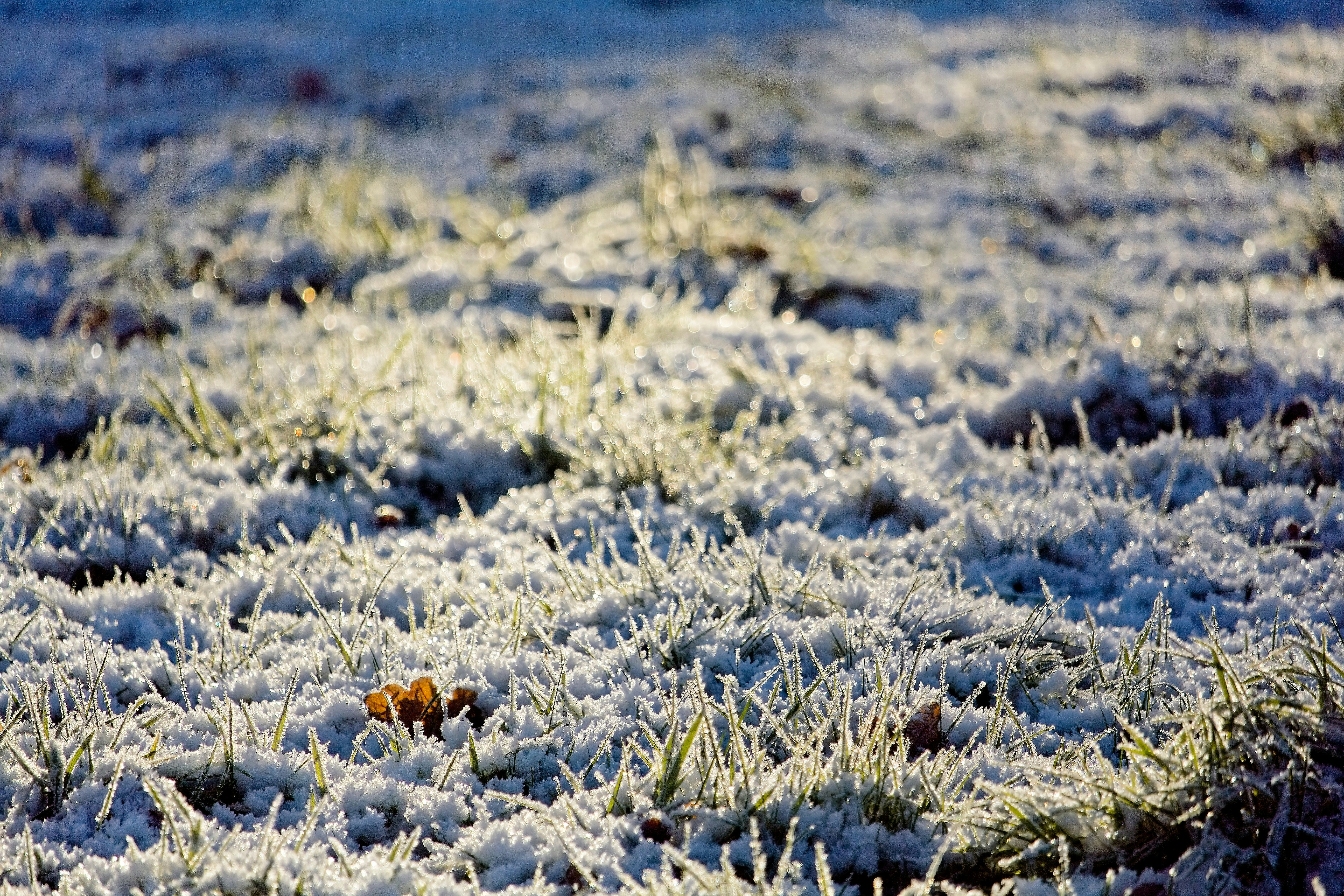 a bird is standing in the middle of a snowy field