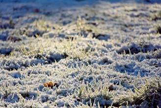 Morning frost covering the garden lawn.
