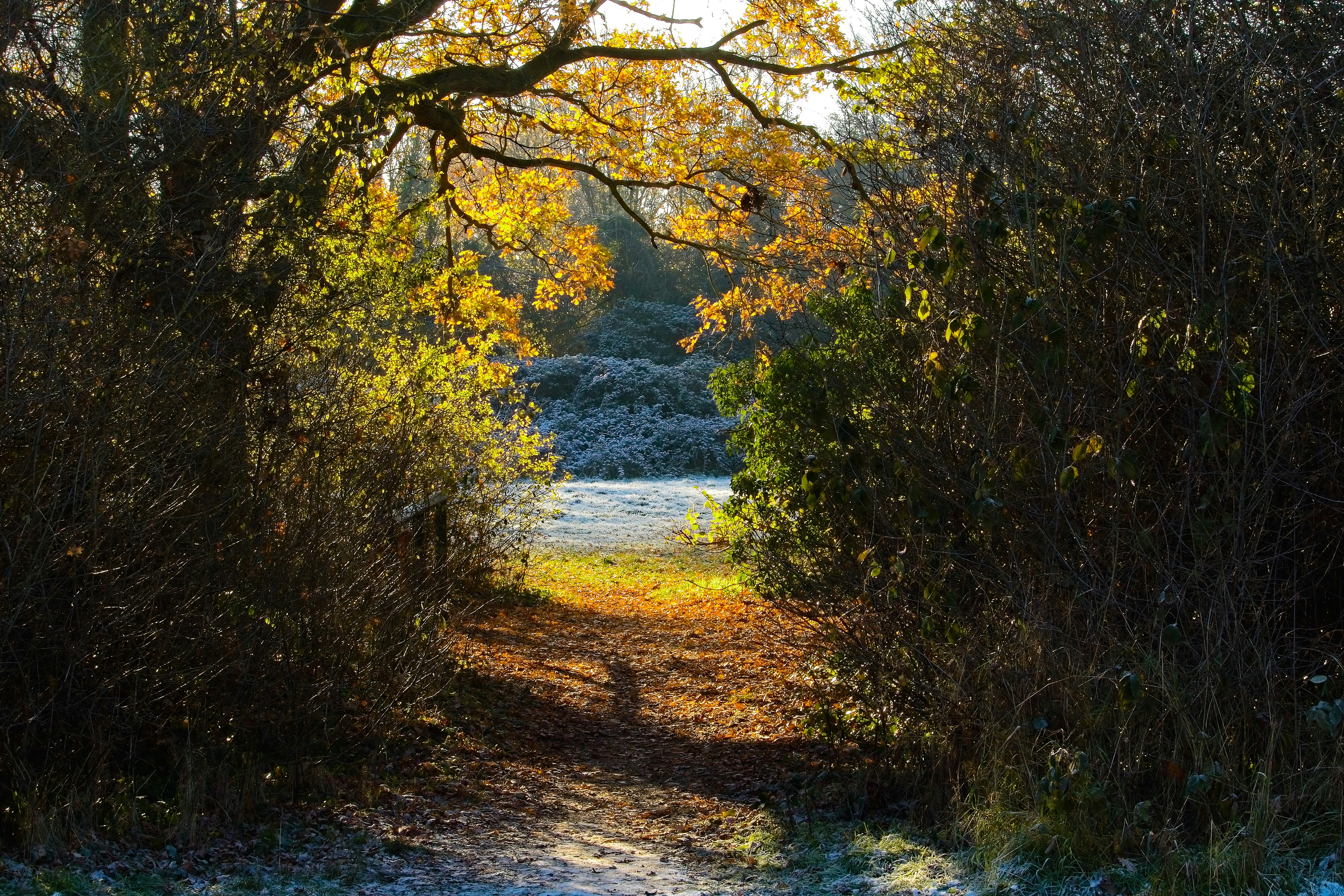 a path through a wooded area with snow on the ground
