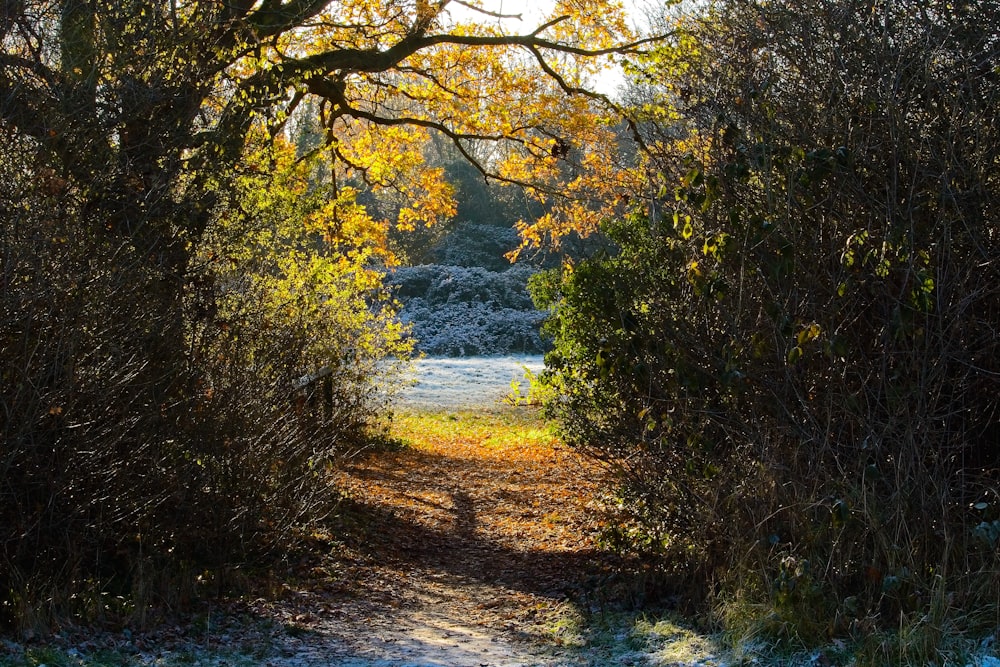 a path through a wooded area with snow on the ground