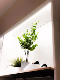 White minimalist shoe rack with open shelves, styled with plants and decor.