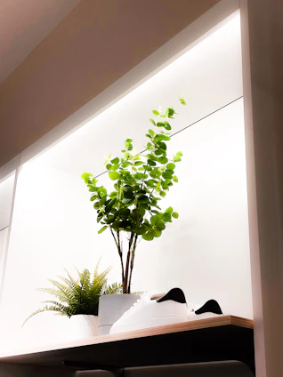 A bright, minimalist display of Nestory Luxe’s pots and plants arranged on sleek shelves.