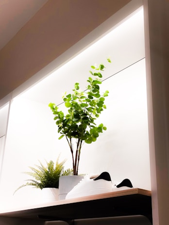 Eco-friendly accessories displayed neatly on a minimalist wooden shelf with greenery around.