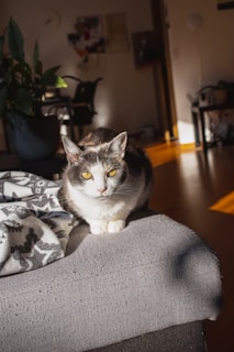 A cat with striking yellow eyes is sitting on the edge of a gray sofa. The room is warmly lit with sunlight streaming in, creating soft shadows. A plant in a black pot is positioned nearby, and there is a cozy blanket with a geometric pattern draped beside the cat. In the background, a dining table and chairs are visible, along with some wall decorations, contributing to a homey atmosphere.