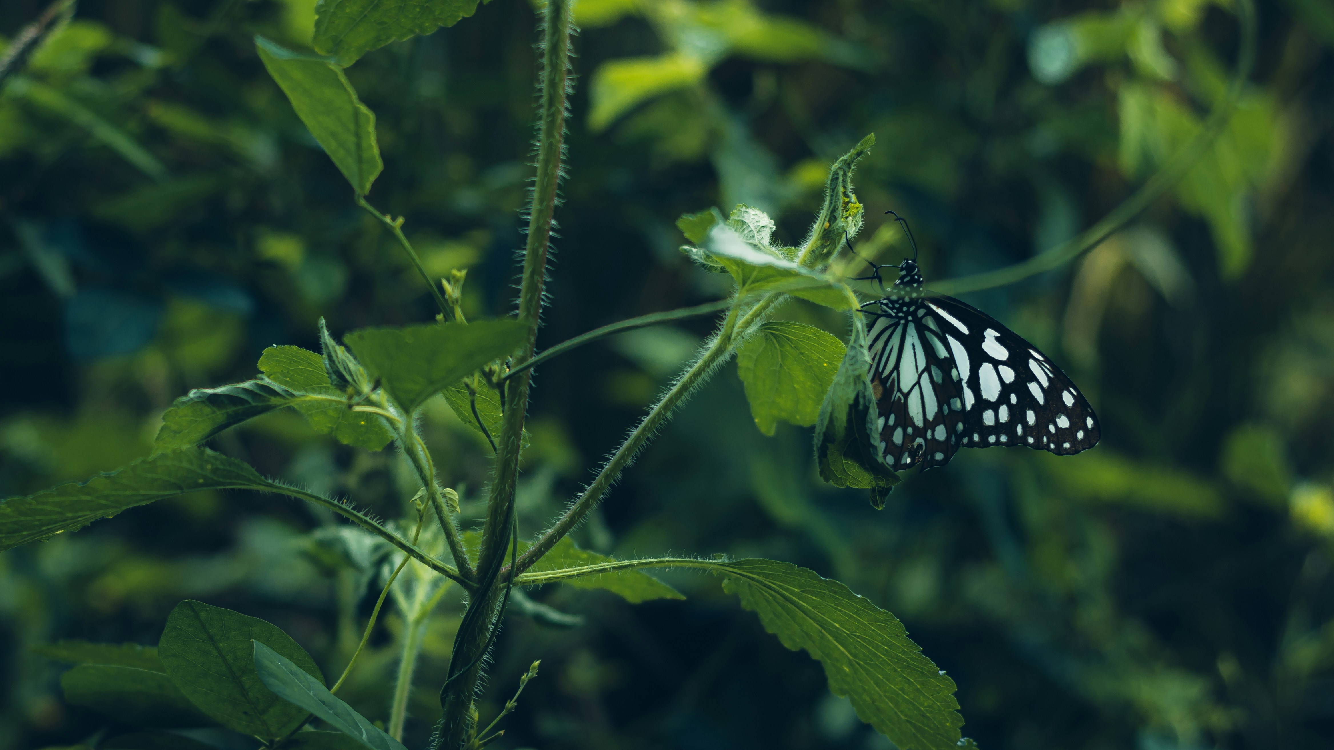 Photo by dhilipantony