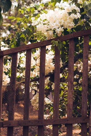 A charming wooden garden fence winding along a flower bed under soft sunlight.