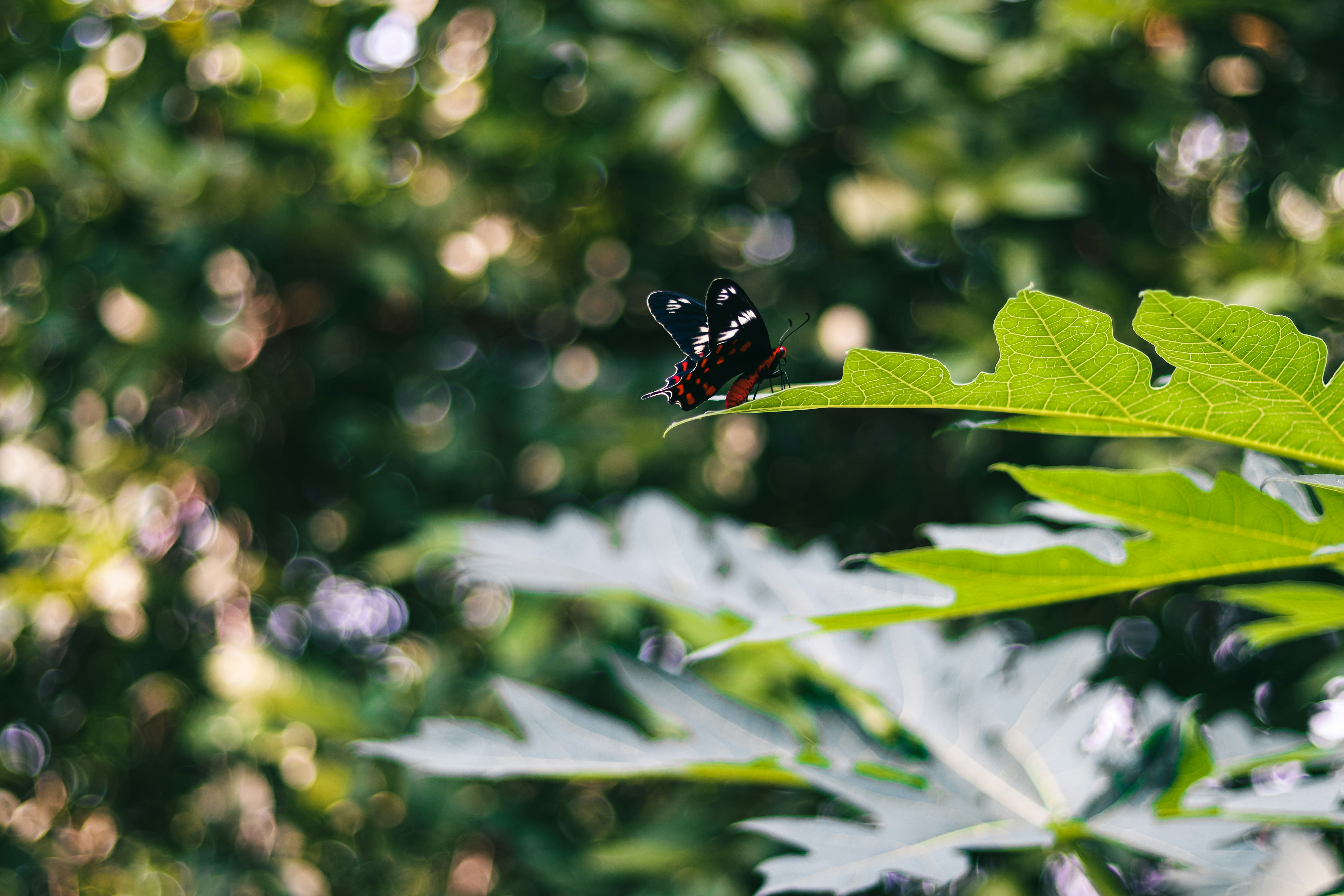 Photo by dhilipantony