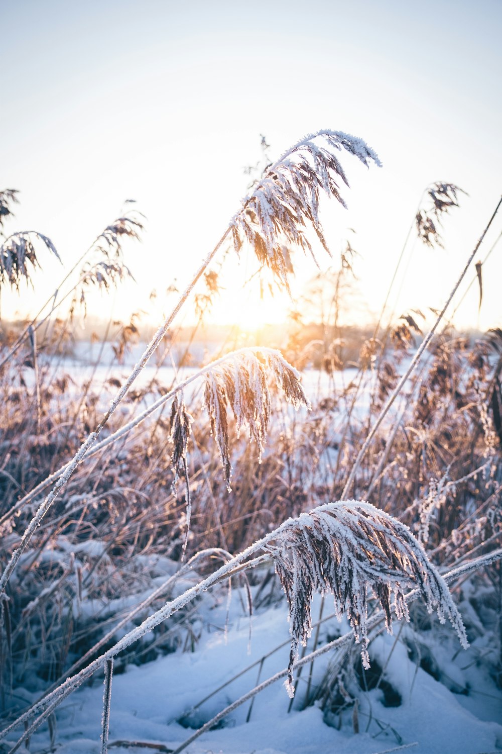 un champ couvert de neige avec de hautes herbes