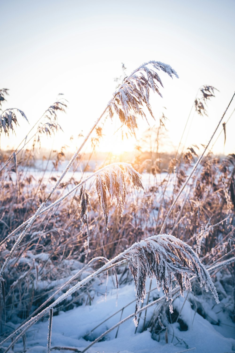 a field covered in snow with tall grass
