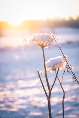 a close up of a plant with snow on it