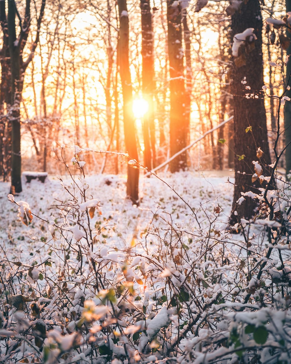 the sun shines through the trees in a snowy forest