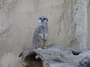 A meerkat stands upright on a wooden platform against a textured, beige wall. Its body is slightly hunched with both forepaws held together close to its chest. The meerkat's gaze is directed forward, and its tail is draped over the edge of the platform.